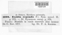 Exidia repanda image